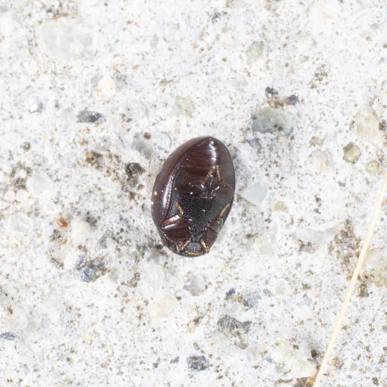 Hydrophilidae: Megasternum concinnum
